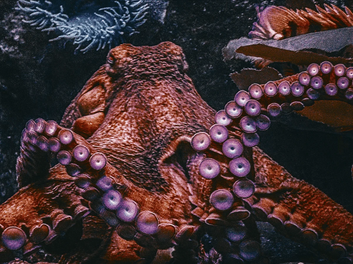 Largest octopus in the world