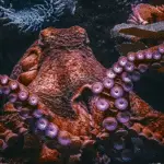 Largest Octopus in the World