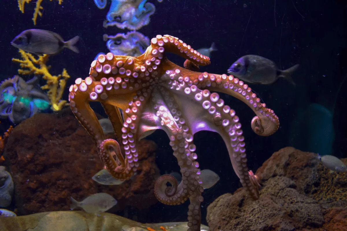 Largest octopus in the world