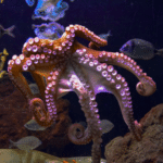 Underwater Tug-of-War: Octopus Vs. Shark