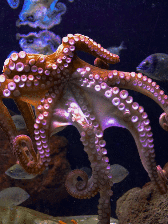 Underwater Tug-of-War with Octopus Vs. Shark