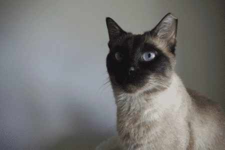 13 Cat Breeds That Thrive Indoors