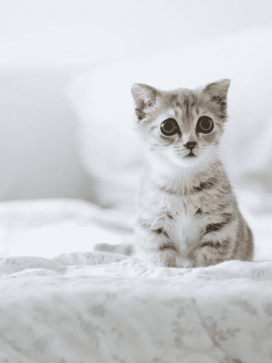 Smallest Cat in the World (6lb)