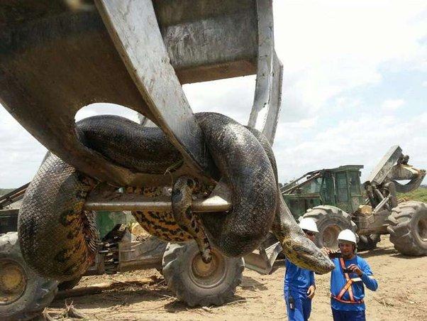 largest anaconda ever