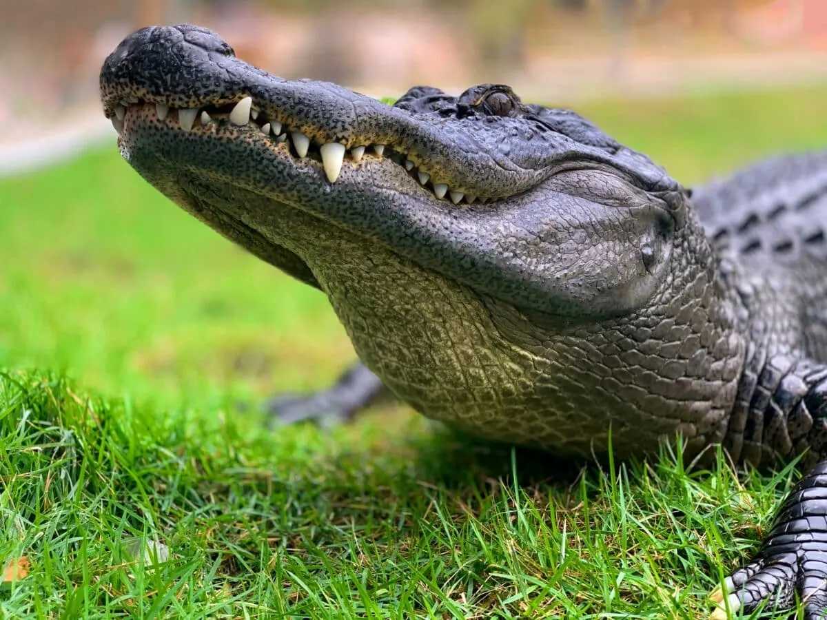 The Largest Alligator Ever Found