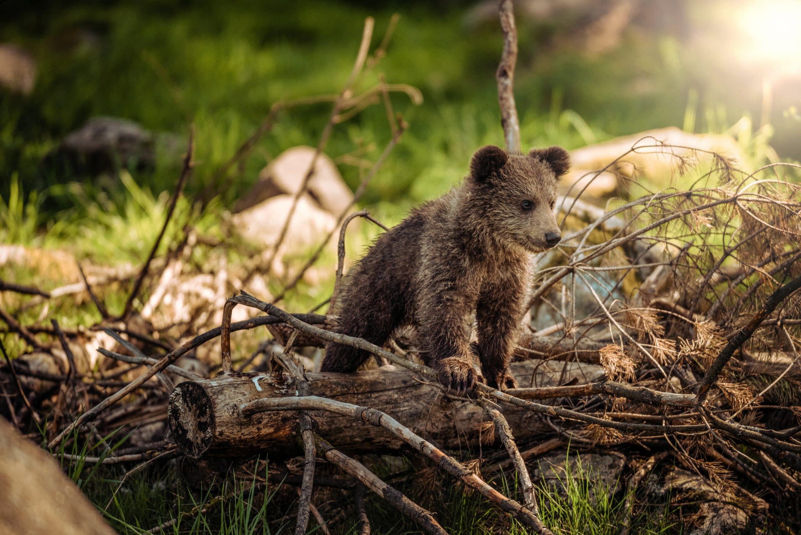 Grizzly