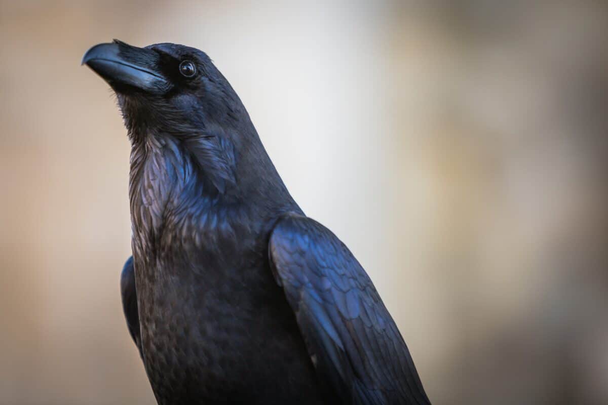 crow