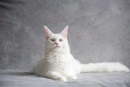 9 Facts on The Maine Coon&nbsp;