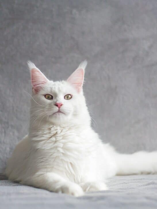 9 Facts on The Maine Coon