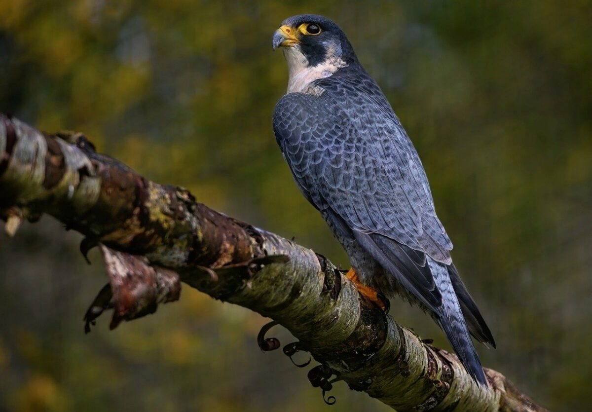 Peregrine Falcon the fastest bird in the world