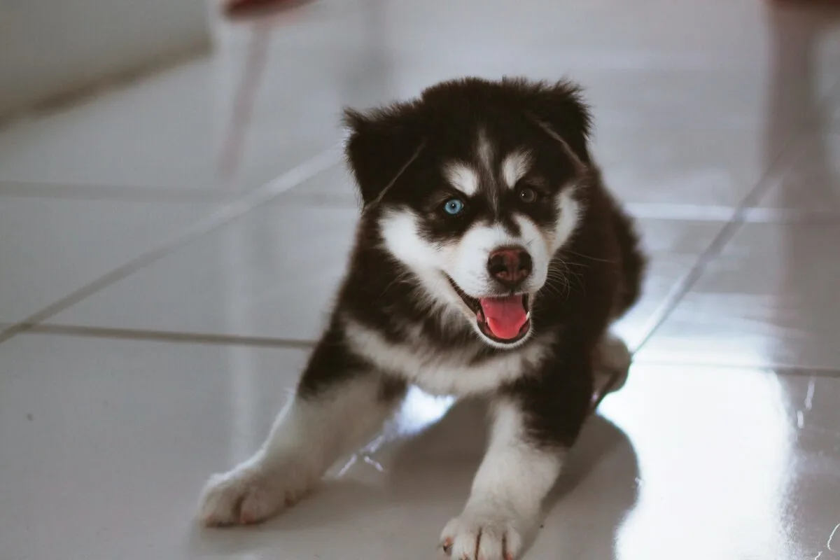 Siberian Huskies Vs. Golden Retrievers