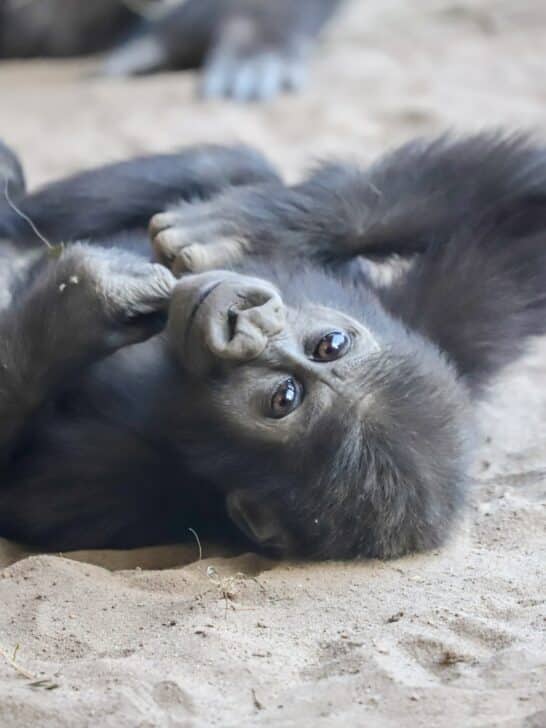 Gorilla Vs. Hippo