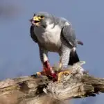 Why the Peregrine Falcon Is the Fastest Bird In the World