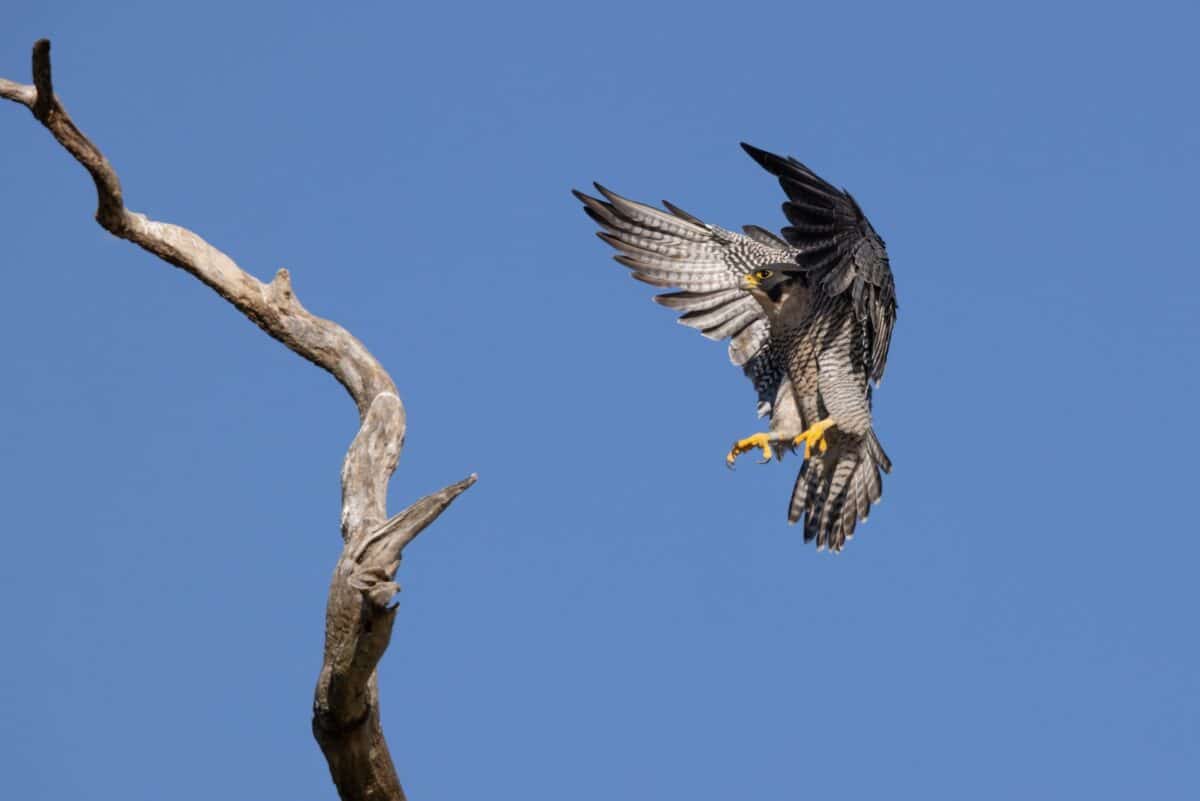 Peregrine Falcon