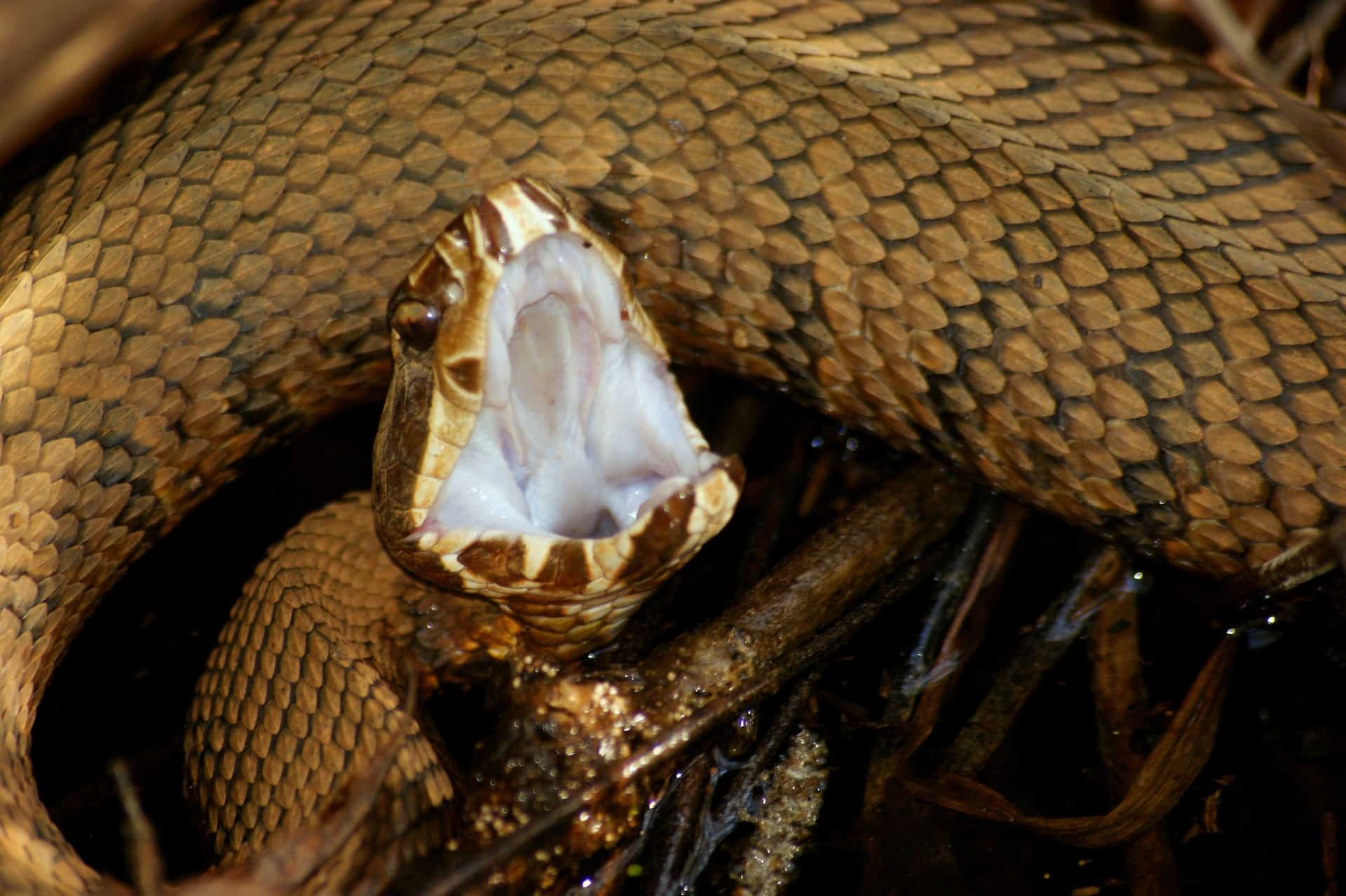 western cottonmouth