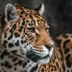Cobra Vs. Jaguar