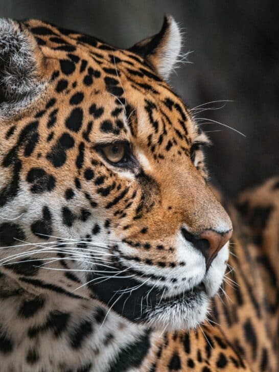 Discover Jaguar Spiritual Meaning