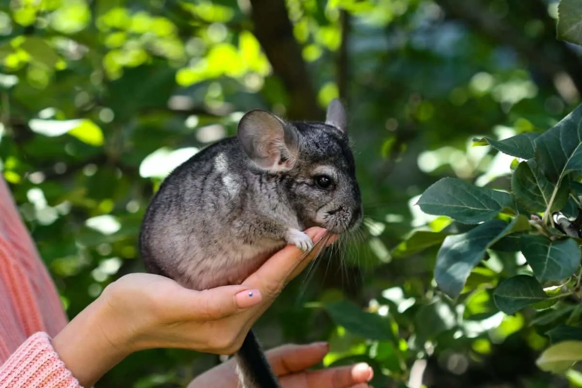 smallest mammal in the world