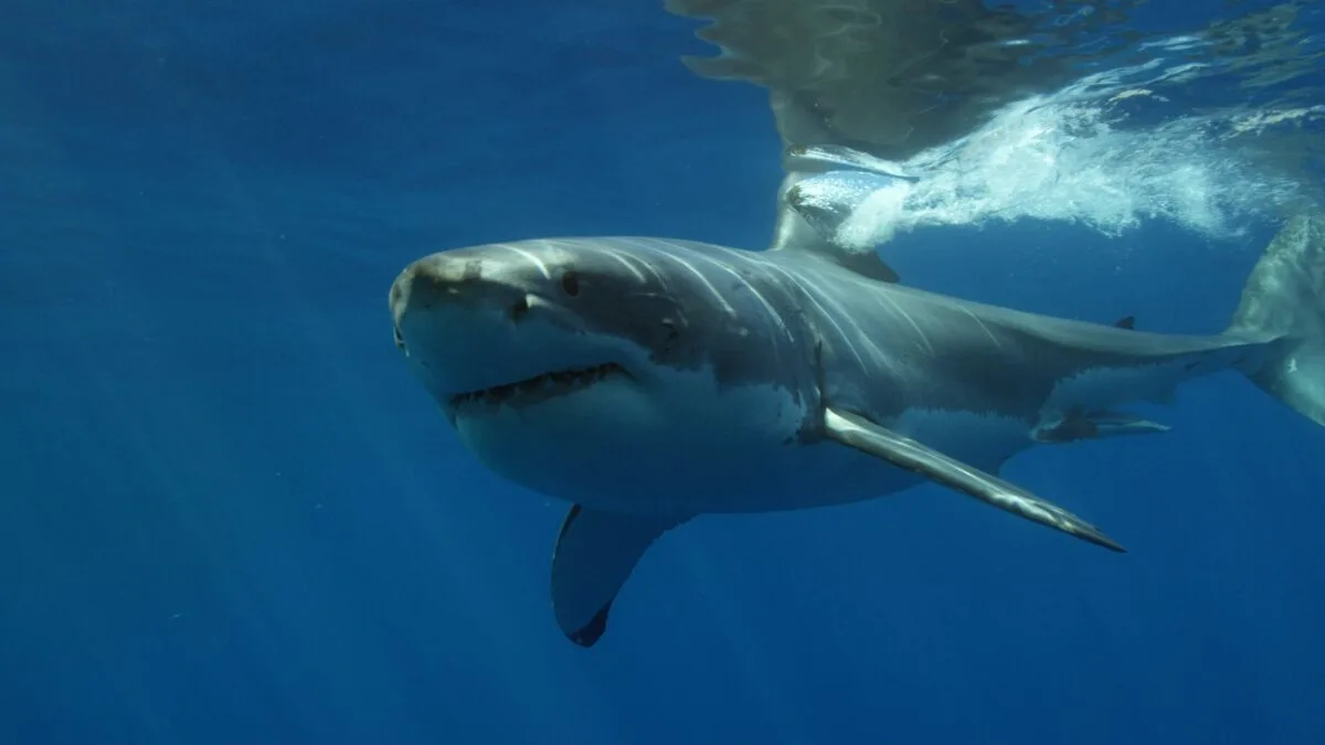 great white shark