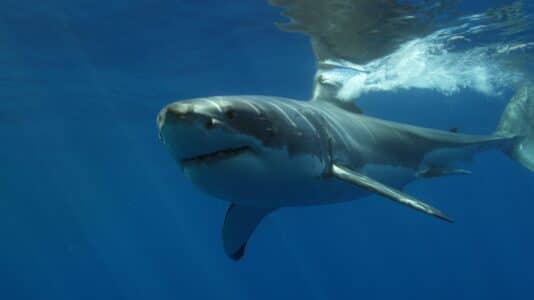 Get Hooked: Uncovering the 7 Biggest Sharks on Earth