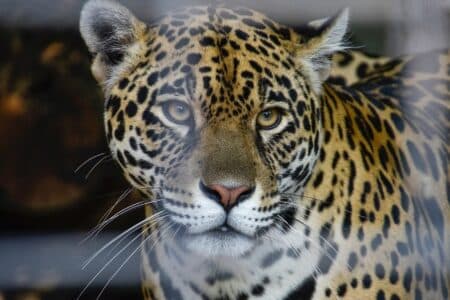 The Ultimate Showdown Between Jaguar and Hippo