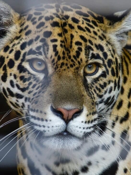 The Ultimate Showdown Between Jaguar and Hippo