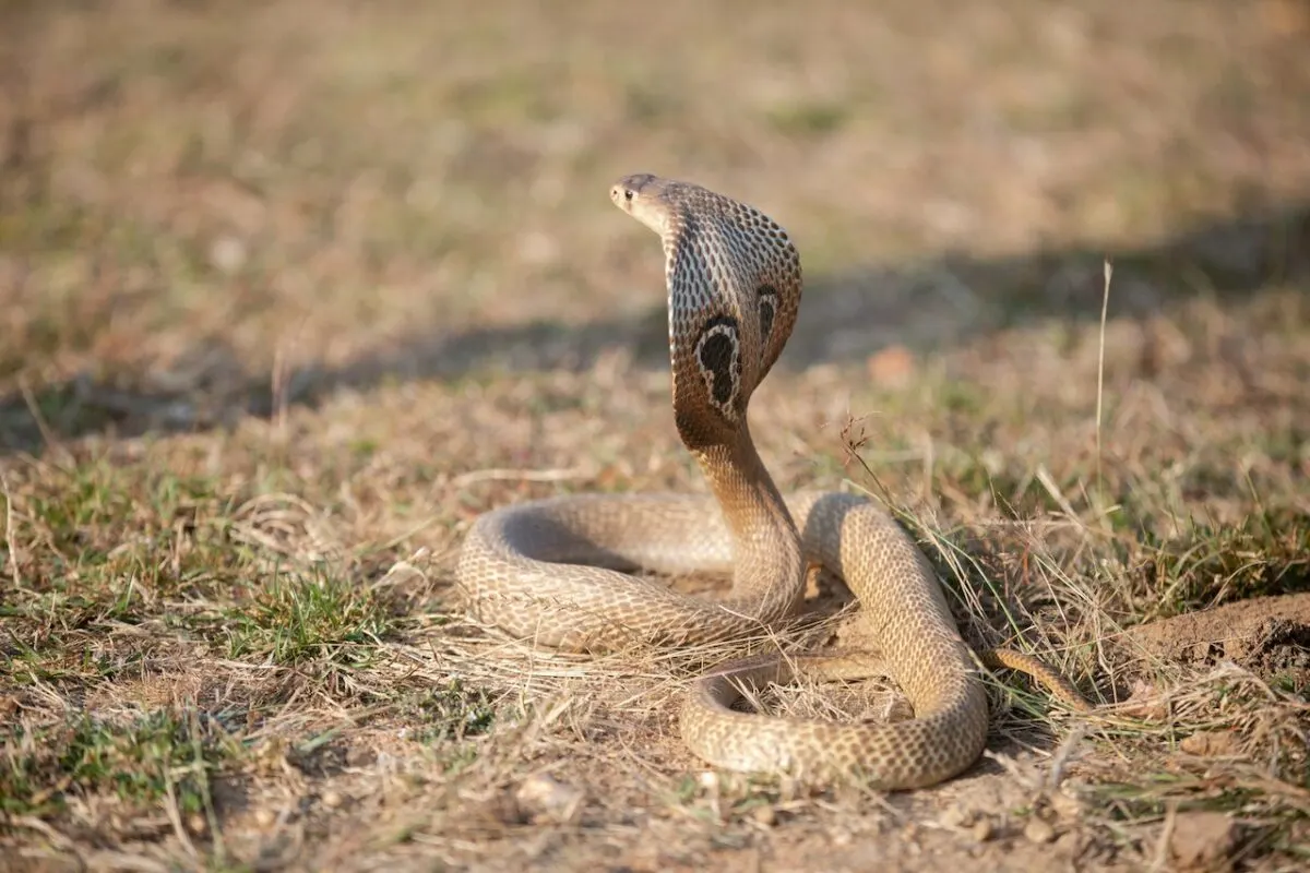 cobra vs. elephant