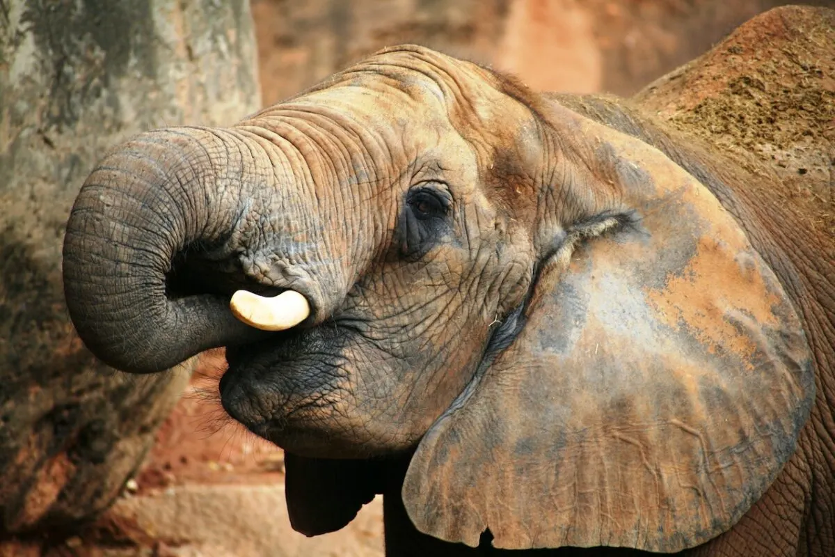 elephant vs. pitbull