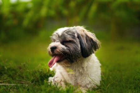 The Shih Poo &ndash; Fluffy, Friendly, & Fabulous