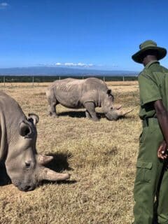 2000 white rhinos up for auction