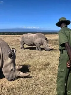 2000 white rhinos up for auction