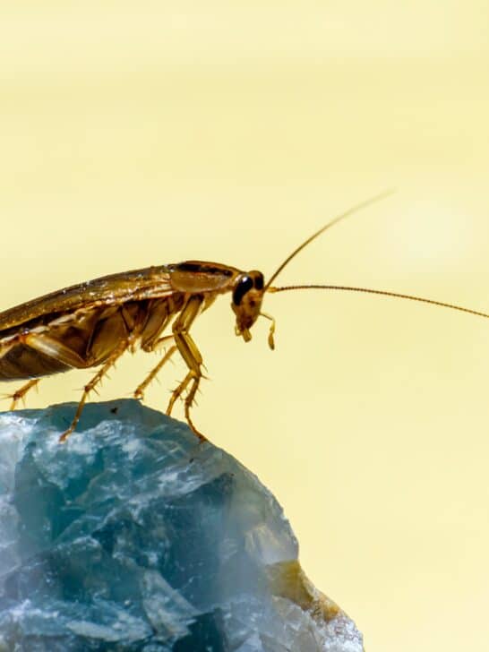 Top 10 Most Unkillable Creatures on Earth