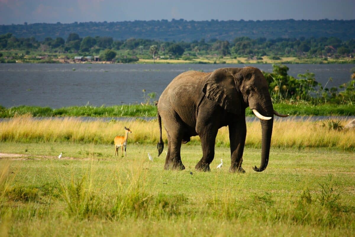 African Elephant vs. Black Rhinoceros