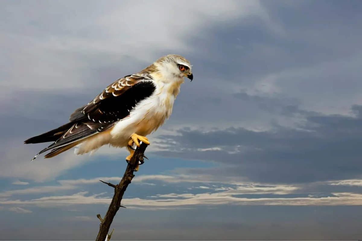 Peregrine Falcon the fastest bird in the world