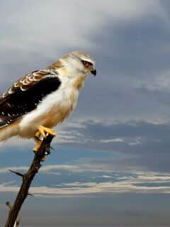 Peregrine Falcon the fastest bird in the world