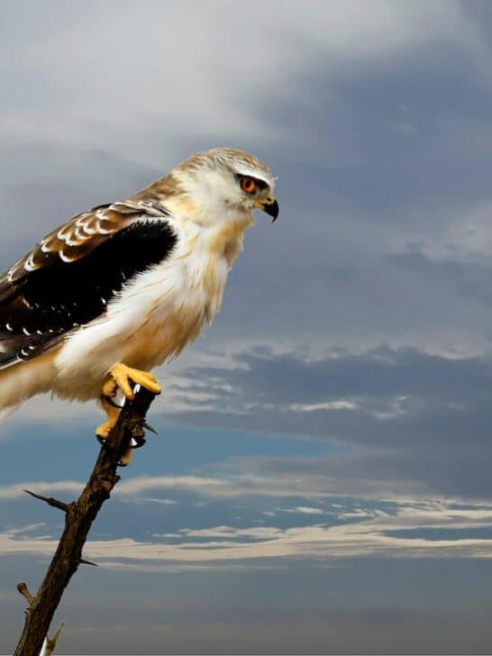 Discover the Fastest Peregrine Falcon Dive Speed on Record (242 mph)