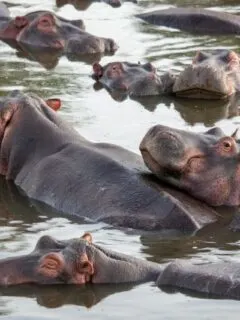 hippo vs. elephant