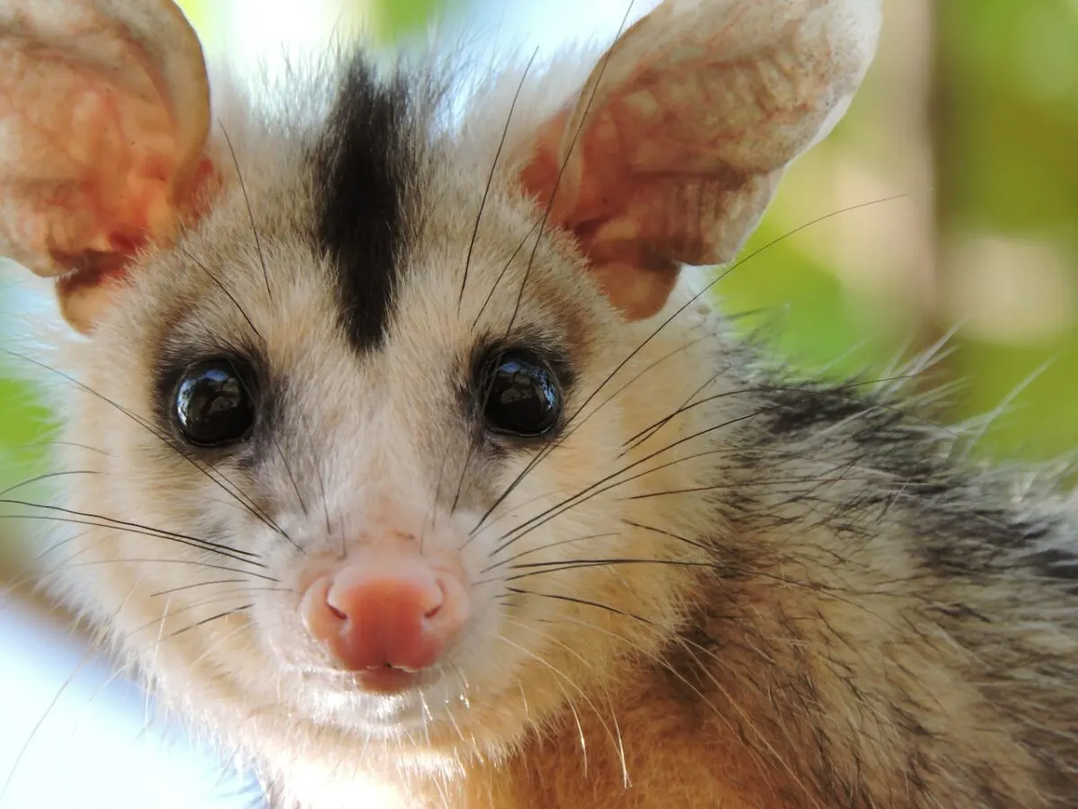 how long do possums live