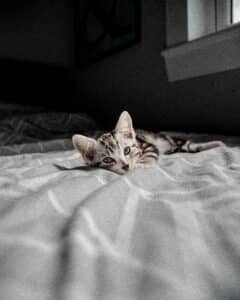 The American Shorthair Enigma