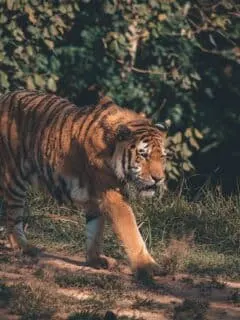 tiger vs. eagle