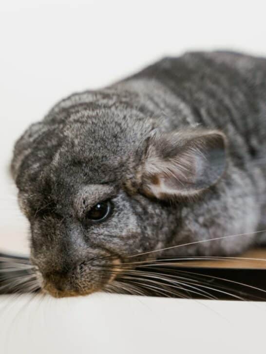 The 9 Smallest Mammals In the World