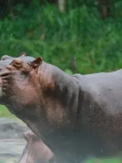 Jaguar vs. Hippo