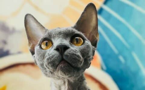 Meet the Devon Rex