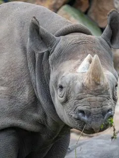 rhino vs. tiger