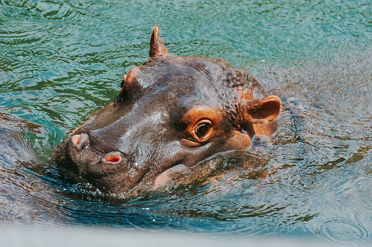 Hippo