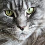 Fluffy Showdown: Ragdoll Cat vs. Maine Coon Cat 