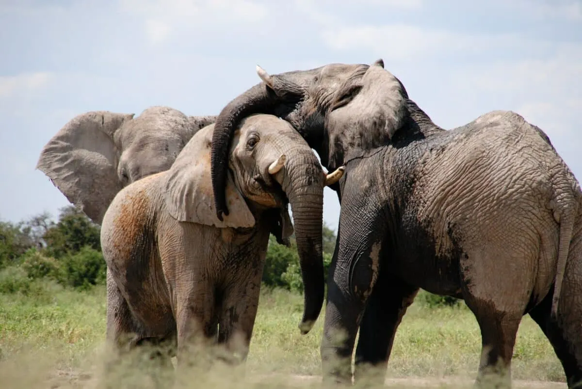 elephant gets drunk on fruit