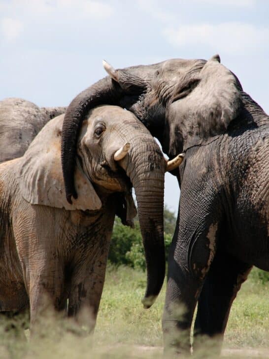Playful African Elephants Get Drunk On Marula Fruit