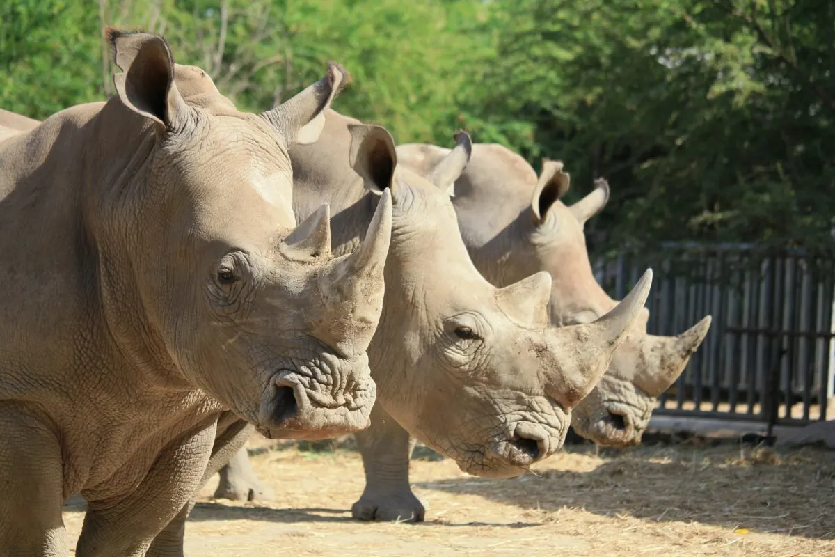 2000 rhinos up for action