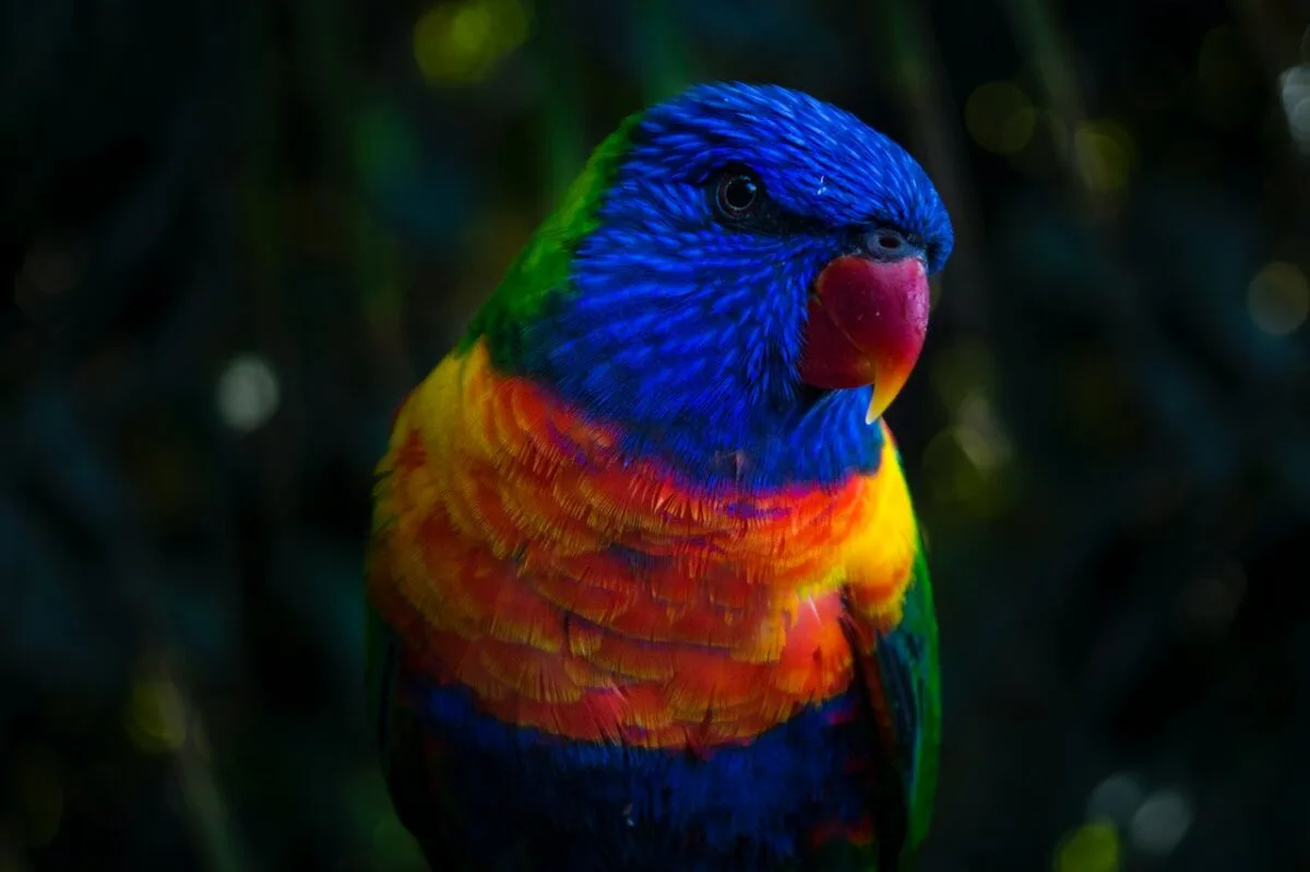 the most colorful bird in the world 
